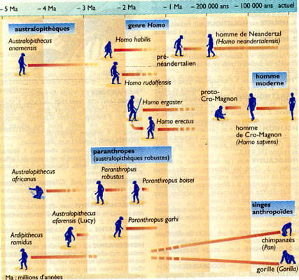L’Histoire De L’Homme – Évolution Humaine – SFSPF